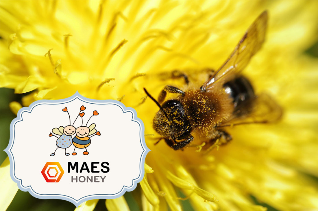 20-de-mayo-dia-mundial-de-las-abejas