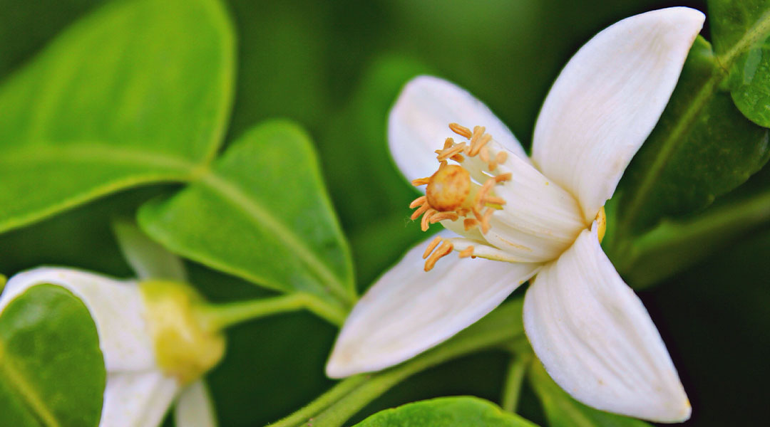 orange blossom flower