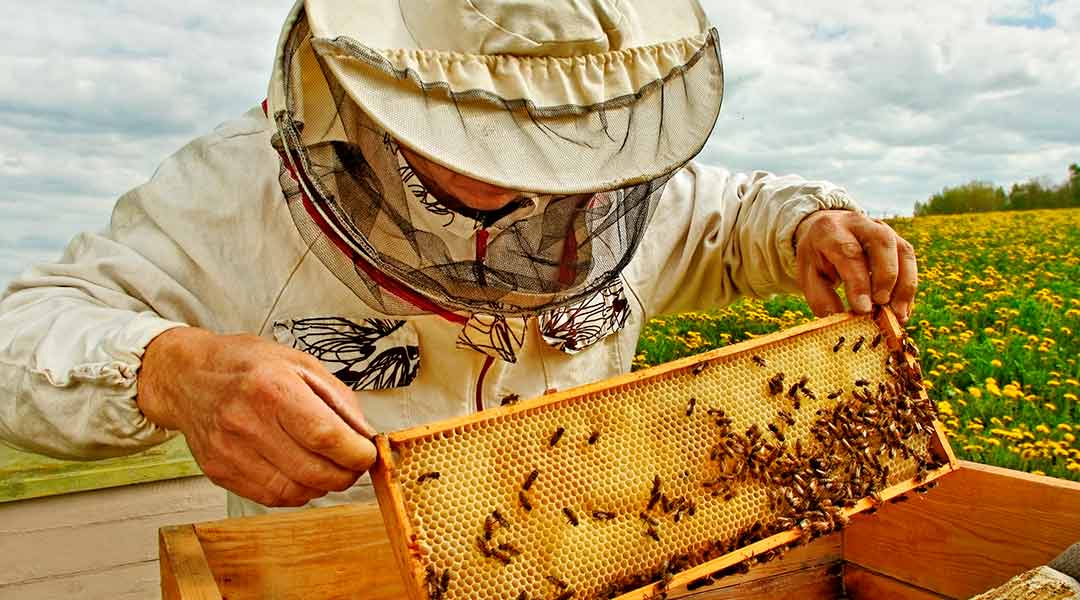 Cómo Se Recolecta La Miel De La Colmena Maes Honey 