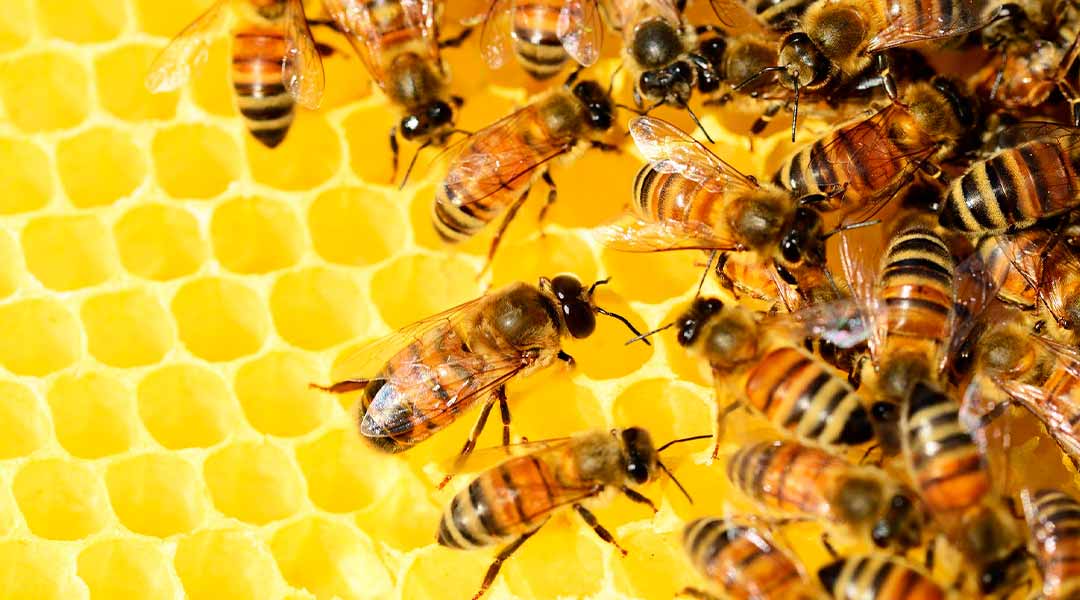 Differences between hive and honeycomb - MAES HONEY