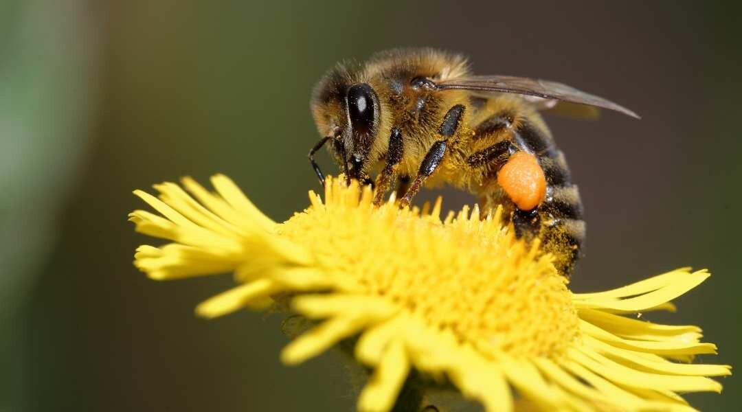 Comment les abeilles choisissent-elles le pollen ? - Sciences et Avenir