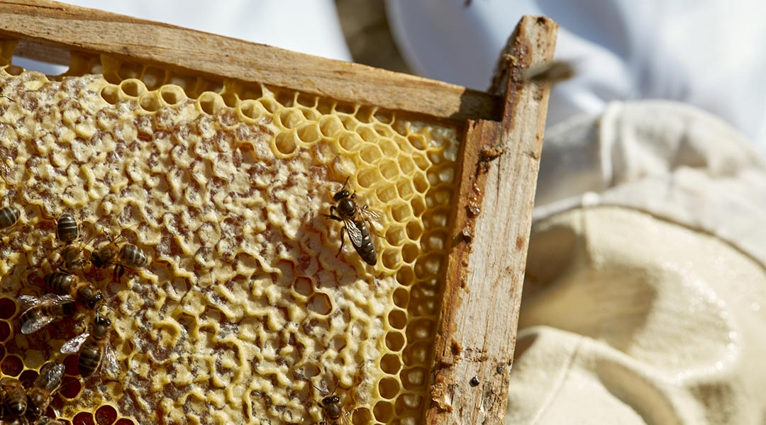 Panal de miel de abeja 2021- qué es, cómo tomarlo, propiedades y más!