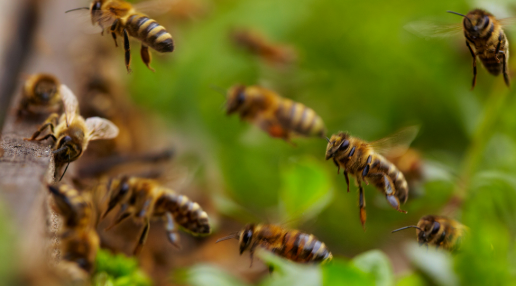 MAES Honey - Productor y exportador de miel