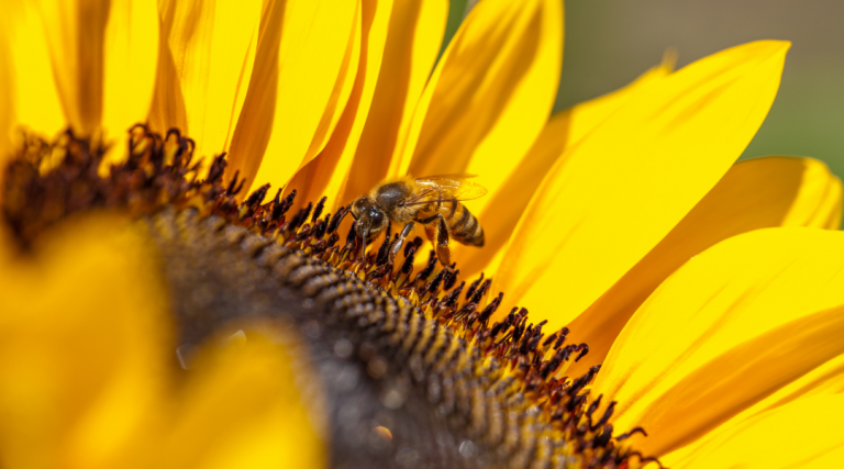 La Importancia De Las Abejas En El Mundo Maes Honey