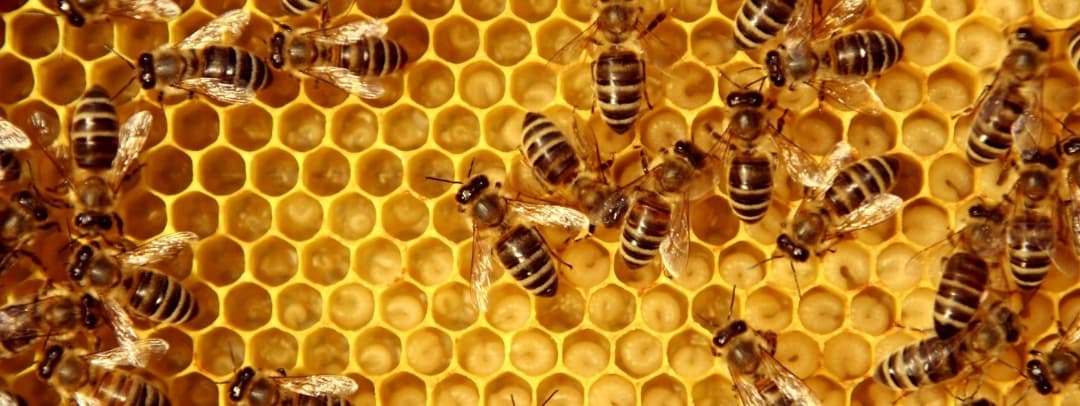 Detalle de colmena con abejas